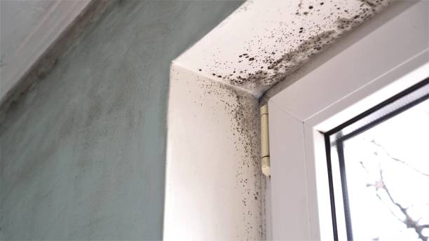 Best Attic Mold Remediation in Fuller Heights, FL