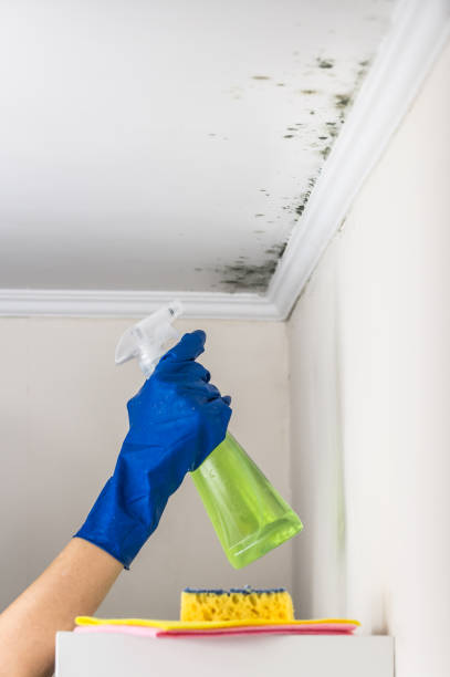 Best Commercial Mold Remediation in Fuller Heights, FL