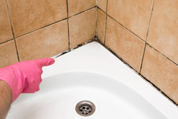 Best Kitchen Mold Remediation in Fuller Heights, FL