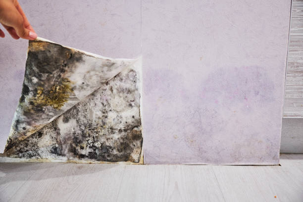 Best Residential Mold Remediation in Fuller Heights, FL